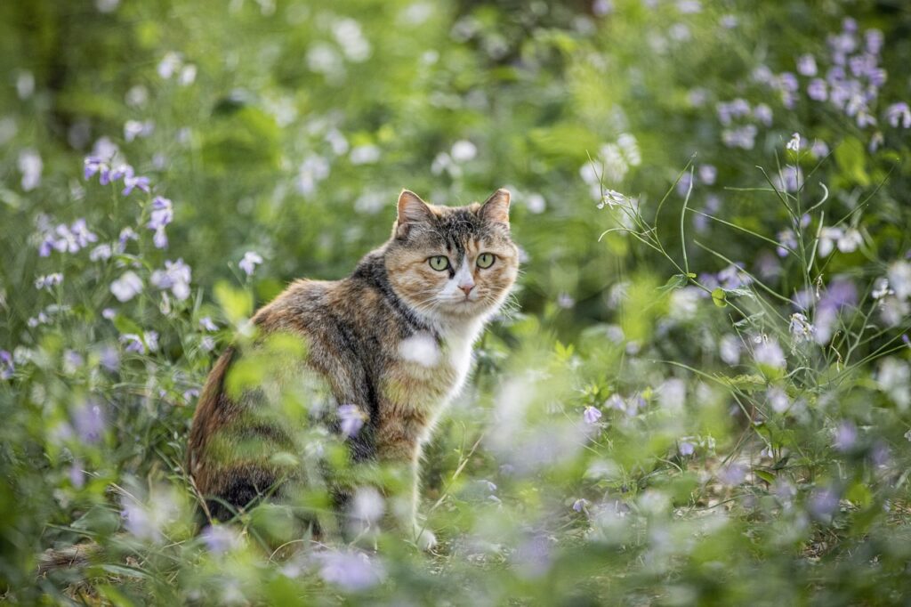 猫が道を案内する夢が暗示すること